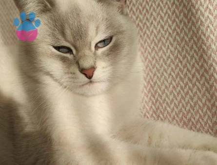 SİLVER POİNT ERKEK KEDİMİZE EŞ ARIYORUZ.