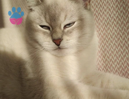 SİLVER POİNT ERKEK KEDİMİZE EŞ ARIYORUZ.