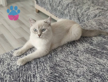 SİLVER POİNT ERKEK KEDİMİZE EŞ ARIYORUZ.