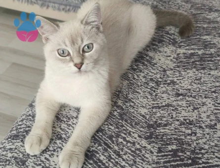 SİLVER POİNT ERKEK KEDİMİZE EŞ ARIYORUZ.