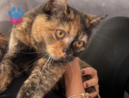 Exotic Shorthair Kızıma eş arıyorum
