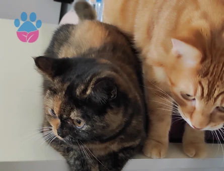 Exotic Shorthair Kızıma eş arıyorum