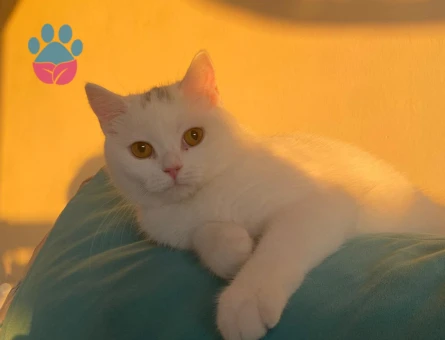British SHorthair 11 AYLIK Kedim Eş Arıyor