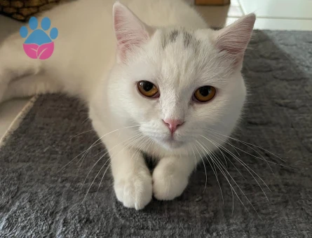 British SHorthair 11 AYLIK Kedim Eş Arıyor