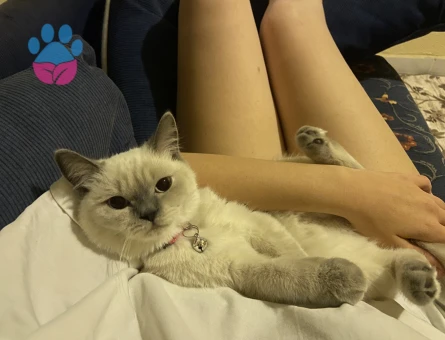 British kedime eş arıyorum