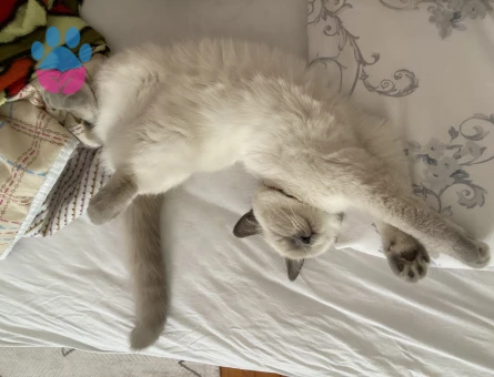 British kedime eş arıyorum