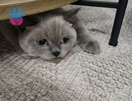 BLUEPOİNT KIZIMIZ İÇİN EŞ ARIYORUZ