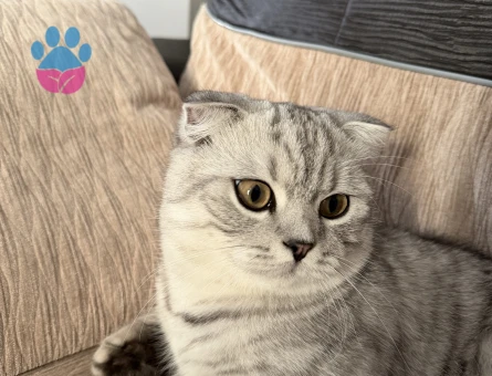 Scottish Fold Kedime Eş Arıyorum