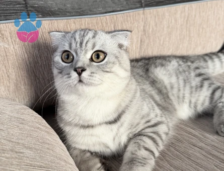 Scottish Fold Kedime Eş Arıyorum