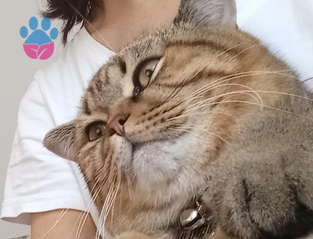 1,5 Yaşında Erkek British Shorthair