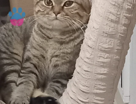 1,5 Yaşında Erkek British Shorthair