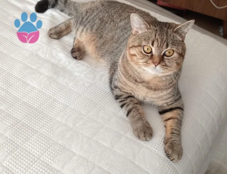 1,5 Yaşında Erkek British Shorthair