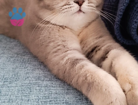 Scottish Fold Prensesimize Eş Arıyorum