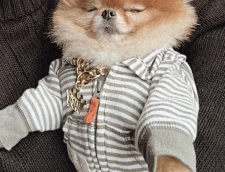 Pomerian boo teacup - 118973412