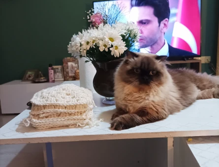 British longhair 1 yaşında eş arıyor - 118973420