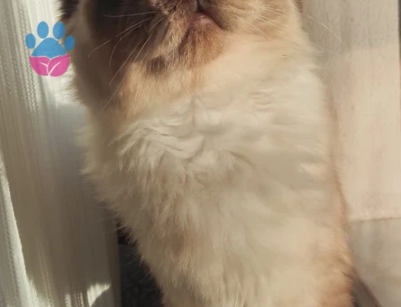 British longhair 1 yaşında eş arıyor