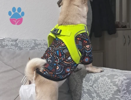 PUG DİŞİ ÇOK ACİL EŞ ARANIYOR