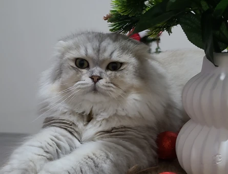 British Shorthair 2 Yaşında Kedim Eş Arıyor - 118973426