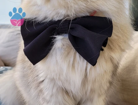 British Shorthair 2 Yaşında Kedim Eş Arıyor