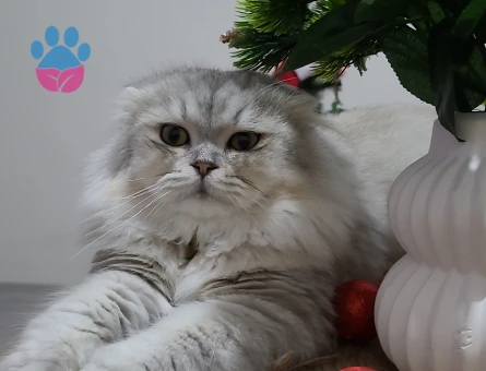 British Shorthair 2 Yaşında Kedim Eş Arıyor