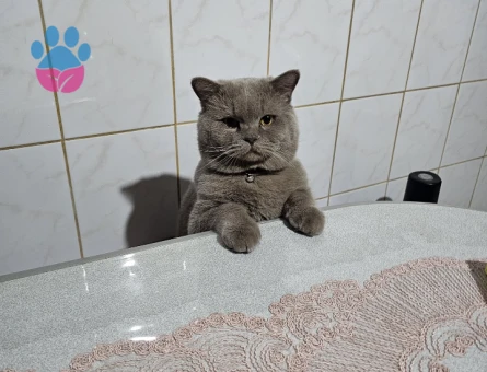 British Shorthair 1 Yaşında Eş Arıyor 1 Yaşında