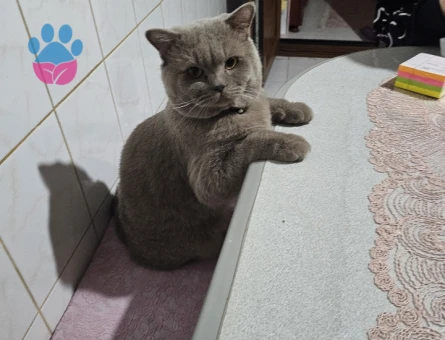 British Shorthair 1 Yaşında Eş Arıyor 1 Yaşında