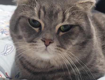 Scottish Fold 1 Yaşında Eş Arıyor - 118973430