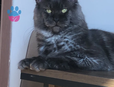 Mainecoon Oğluma Gelin Arıyorum 1 Yaşında