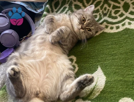 dişi iki yaşında  british acil acil