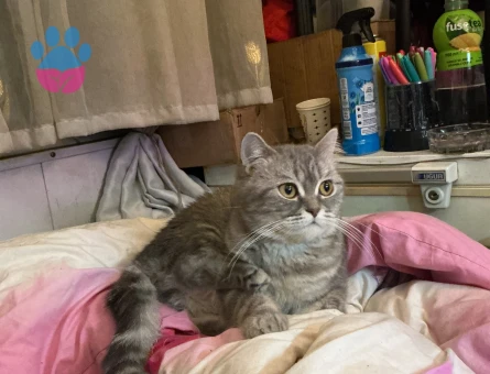 dişi iki yaşında  british acil acil