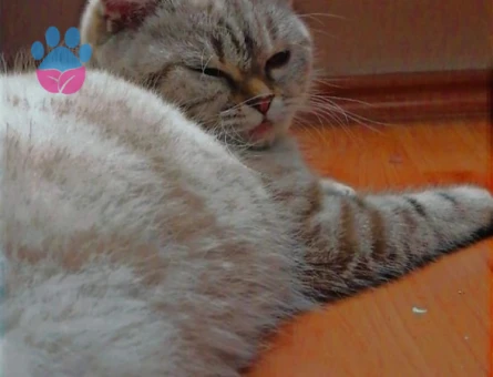 British Shorthair Oğluma gelin adayları arıyoruz