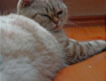 British Shorthair Oğluma gelin adayları arıyoruz - 118981181