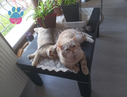 British Shorthair Oğluma gelin adayları arıyoruz