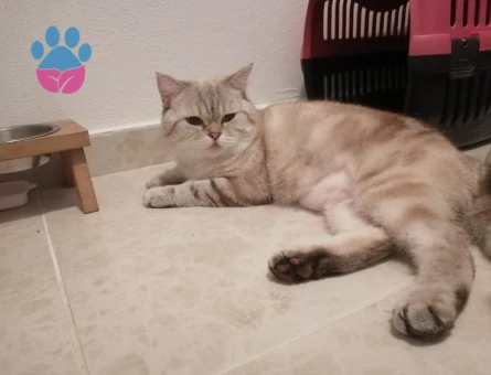 British Shorthair Oğluma gelin adayları arıyoruz