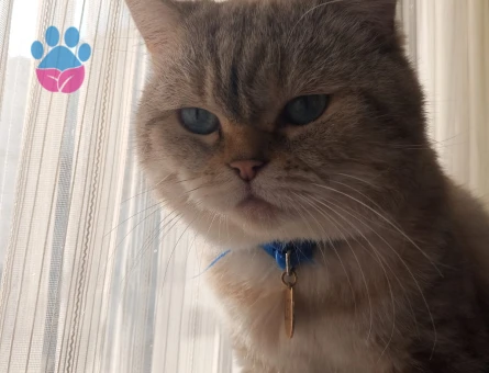 British Shorthair Oğluma gelin adayları arıyoruz