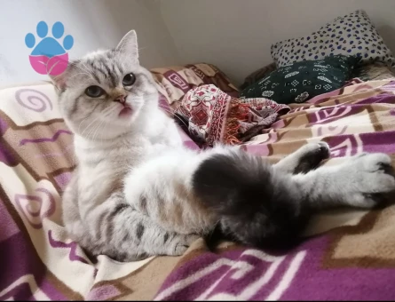British Shorthair Oğluma gelin adayları arıyoruz