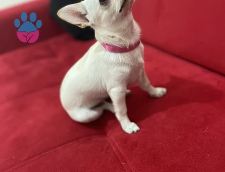 Ankara’da Kızımıza eş arıyoruz