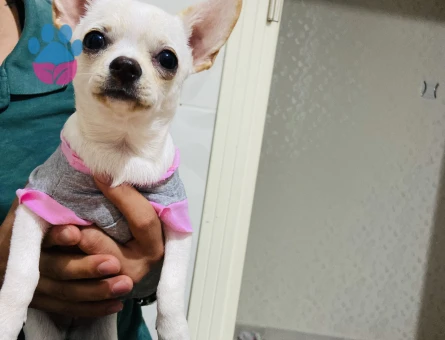 Ankara’da Kızımıza eş arıyoruz