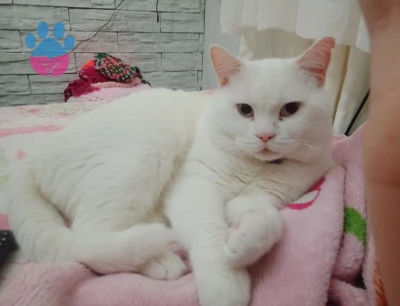 british prens kedime eş arıyorum