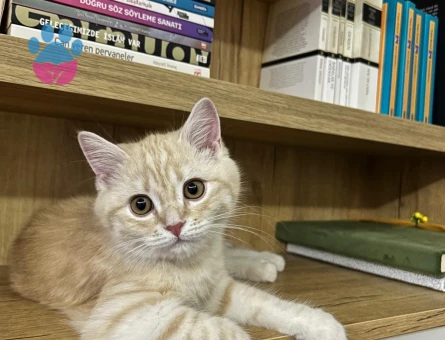 OĞLUMA EŞ ARIYORUZ