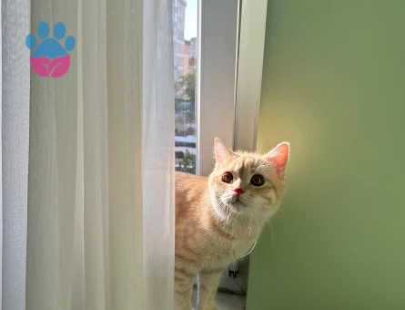 OĞLUMA EŞ ARIYORUZ