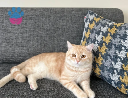 OĞLUMA EŞ ARIYORUZ