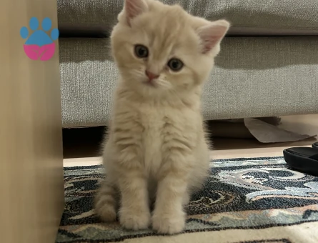 OĞLUMA EŞ ARIYORUZ