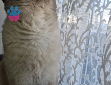 Siyam oğluşumuza dişi adaylarını bekliyoruz :)