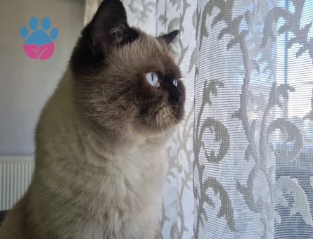 Siyam oğluşumuza dişi adaylarını bekliyoruz :)