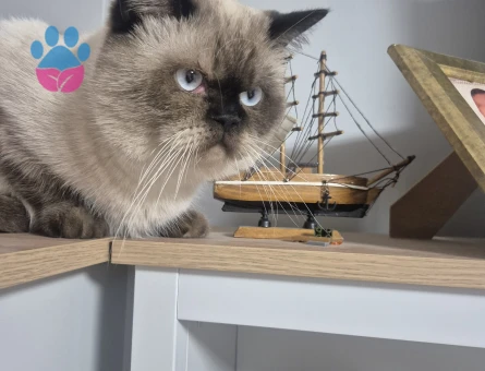 Siyam oğluşumuza dişi adaylarını bekliyoruz :)