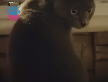 British Shorthair Dişi kedime eş arıyorum