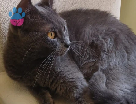 British Shorthair Dişi kedime eş arıyorum