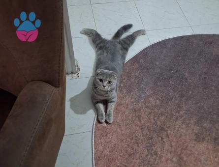 2.5 yasında scottish dişi