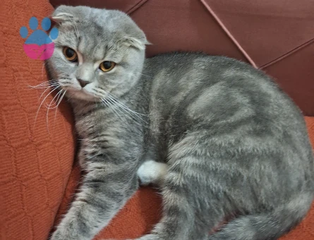 2.5 yasında scottish dişi